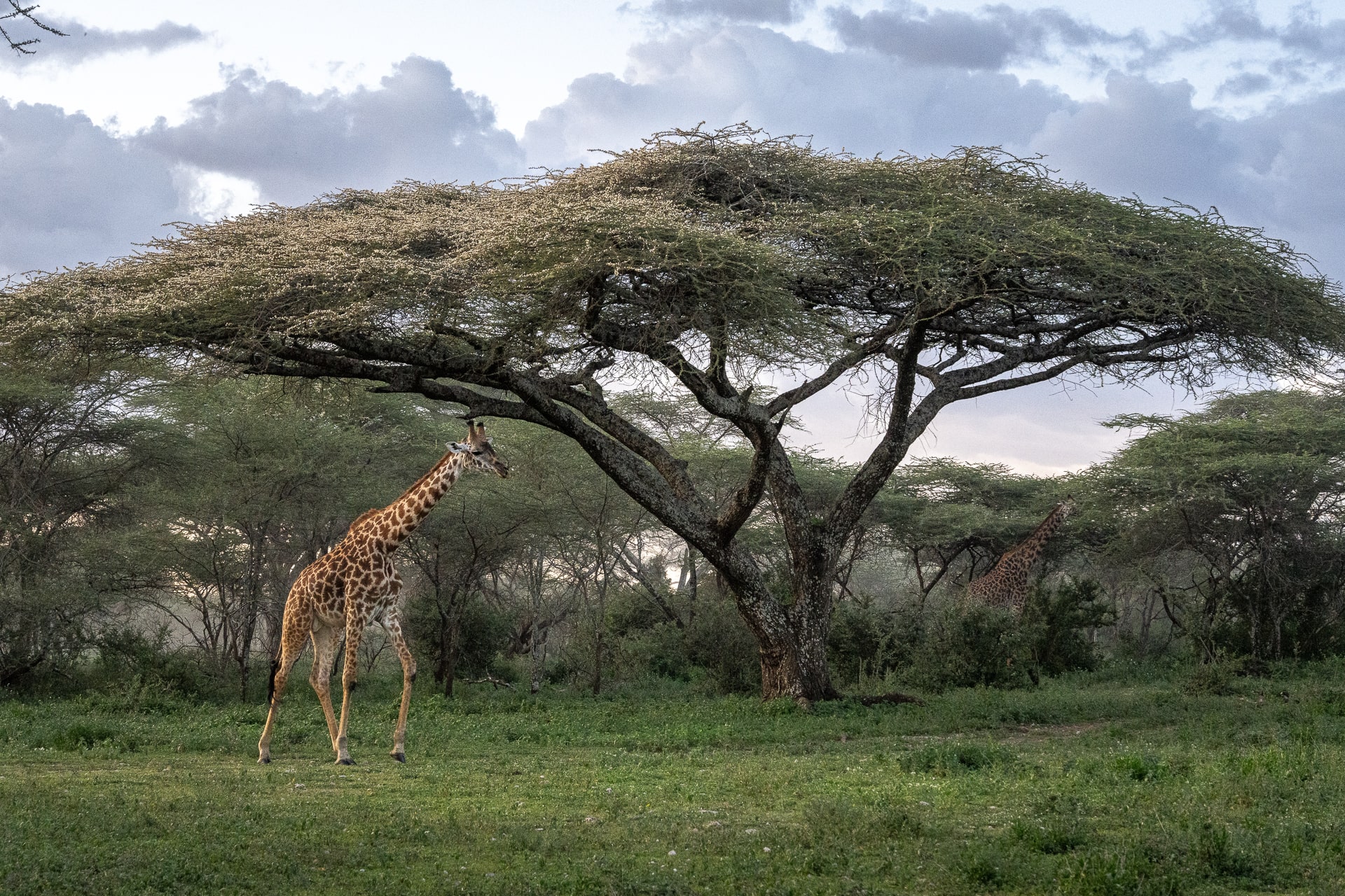 Wilderness Usawa Serengeti, the first luxury mobile camp in Tanzania